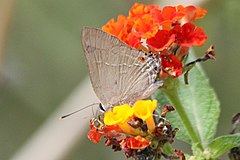 Description de l'image Strophius Hairstreak (Allosmaitia strophius).jpg.