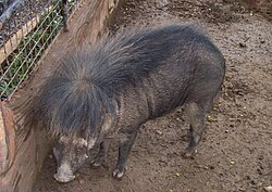 חזיר יבלות פיליפיני בגן החיות