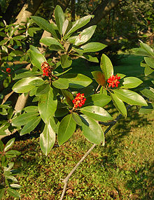 Květ Magnolia virginiana