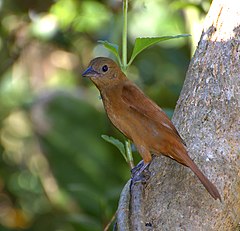 ♀ Tachyphonus coronatus