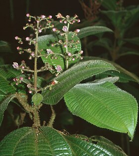 Tococa guianensis