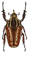 Mecynorhina ugandensis var. knirschi Tesař