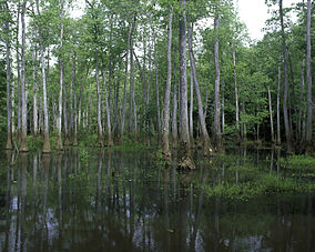 Вид на национальный заповедник дикой природы Бонд-Болот, Джорджия.jpg