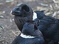 White-necked raven