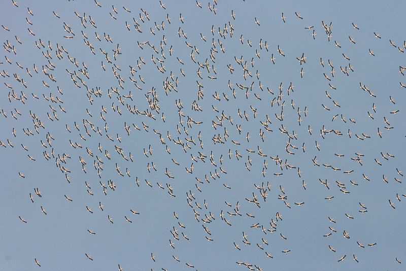 800px Whitestorkflock