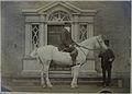 His father on a horse, Lissrenny, circa 1870.