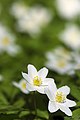 Anemone nemorosa en floración