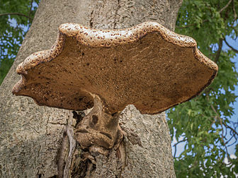 Un polypore écailleux (Polyporus squamosus), champignon basidiomycète lignicole. (définition réelle 2 307 × 1 732)