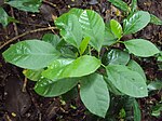 Miniatura para Baliospermum solanifolium