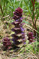 Miniatura para Ajuga pyramidalis