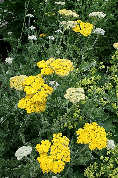 Fichier: Achillea clavennae 'Coronation Gold' (2) .jpg