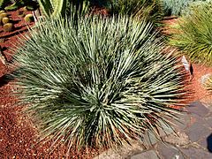 Agave geminiflora