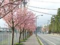 県道15号 秋田大学前の桜並木