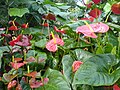 Flamingóvirágok (Anthurium sp.)