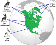 Mapa přiřazující obrázky různých druhů zajíců k různým částem Severní Ameriky. Lepus arcticus a lepus americanus v severních oblastech mají kratší uši a nohy než lepus californicus a lepus alleni žijící blíže k rovníku.