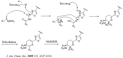 Alternative Mechanism for the dehydropiperidine thiopeptides biosynthesis.png