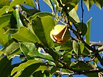 Annona montana