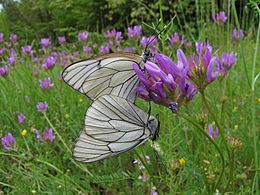 Aporia crataegi