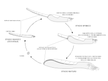 Ascoceras ontogeny.gif