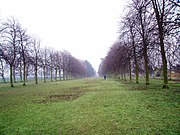 Acklam Hall's Avenue of Trees, in the distance Acklam Road