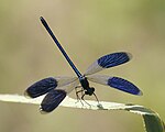 Calopteryx splendens – Oberseite