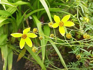 Have-Brøndsel (Bidens ferulifolia)