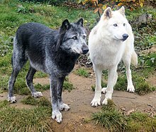 Photograph showing one black and one white furred wolf standing alongside each other