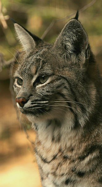 Fichier:Bobcat lynx rufus.jpg