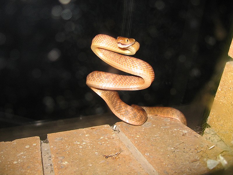coiled snake