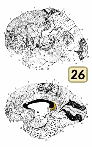 Brodmann Cytoarchitectonics 26.png