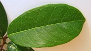 Close up of adaxial surface of leaf