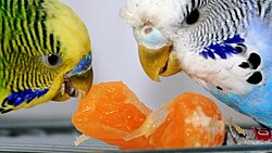 250px-Budgerigars_eating_tangerine.jpg