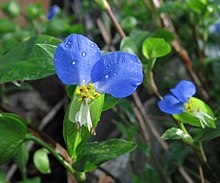 C.communis after rain.jpg