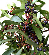 Leaves and berries