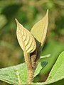 Callicarpa tomentosa – rozvíjející se mladé listy