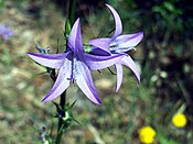 Flowers of Campanula rapunculus