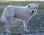 Cane Pastore Abruzzese Abruzzo.jpg