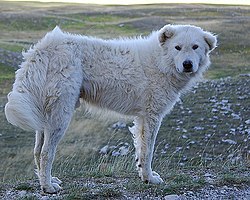 http://upload.wikimedia.org/wikipedia/commons/thumb/8/82/Cane_Pastore_Abruzzese_Abruzzo.jpg/250px-Cane_Pastore_Abruzzese_Abruzzo.jpg