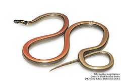 Description de l'image Cantor's black-headed snake Sibynophis sagittarius by Ashahar alias Krishna Khan.jpg.