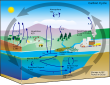 Diagram of the carbon                         cycle