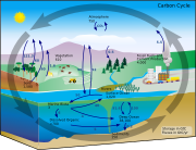 Diagramme du cycle du carbone