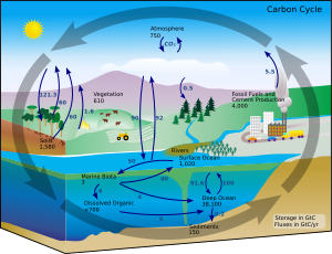 This carbon cycle diagram shows the storage an...