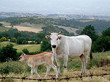 A Chianina cow and calf in a field in Tuscany