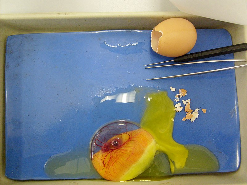 800px-Chicken-embryo-1week_old.jpg