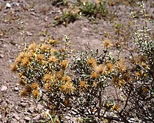 Chuquiraga oppositifolia.jpg