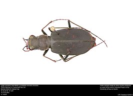 Cicindela obsoleta