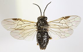 Ventralansicht eines Weibchens mit gespannten Flügeln
