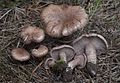 Cleistocybe vernalis 149136.jpg