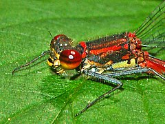 Male. Thorax close-up