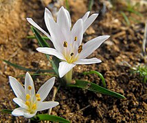 Colchicum cupanii